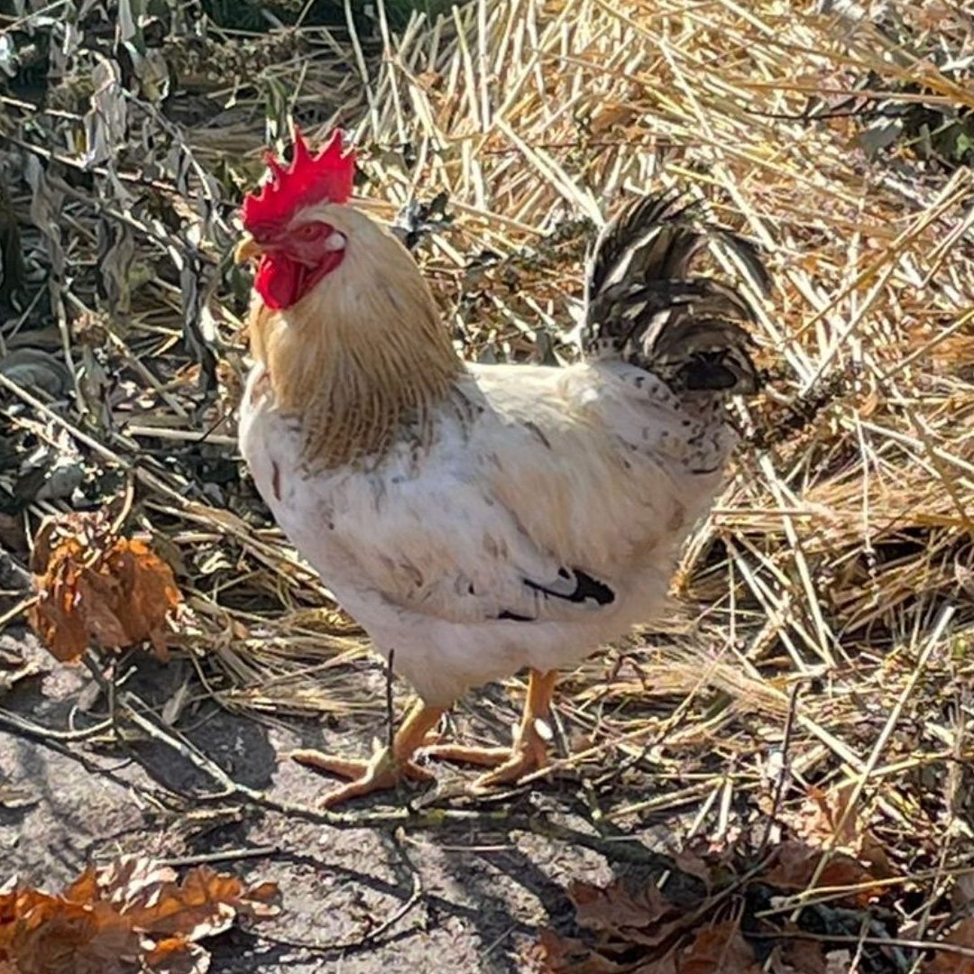Ein vermeintlich toter Hahn wurde lebendig in einer Sammelstelle in NÖ gefunden.