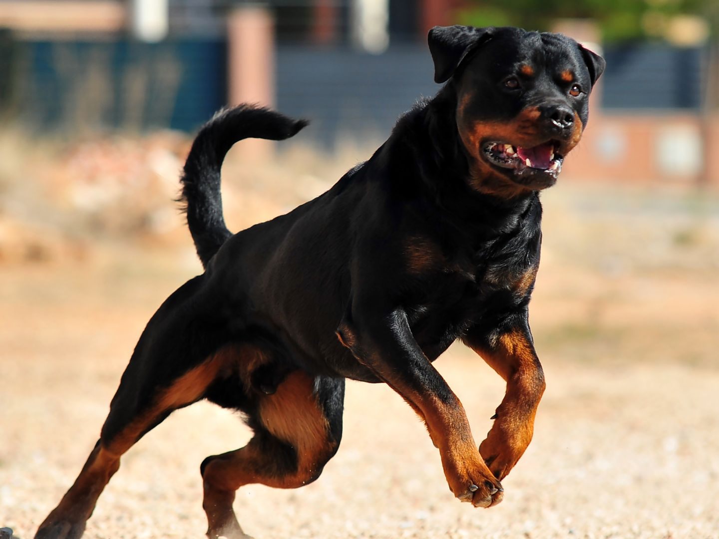 Die Frau und ihre Enkel wurden im Juli von einem Rottweiler attackiert und verletzt. Die Frau und ihre Enkel wurden im Juli von einem Rottweiler attackiert und verletzt.