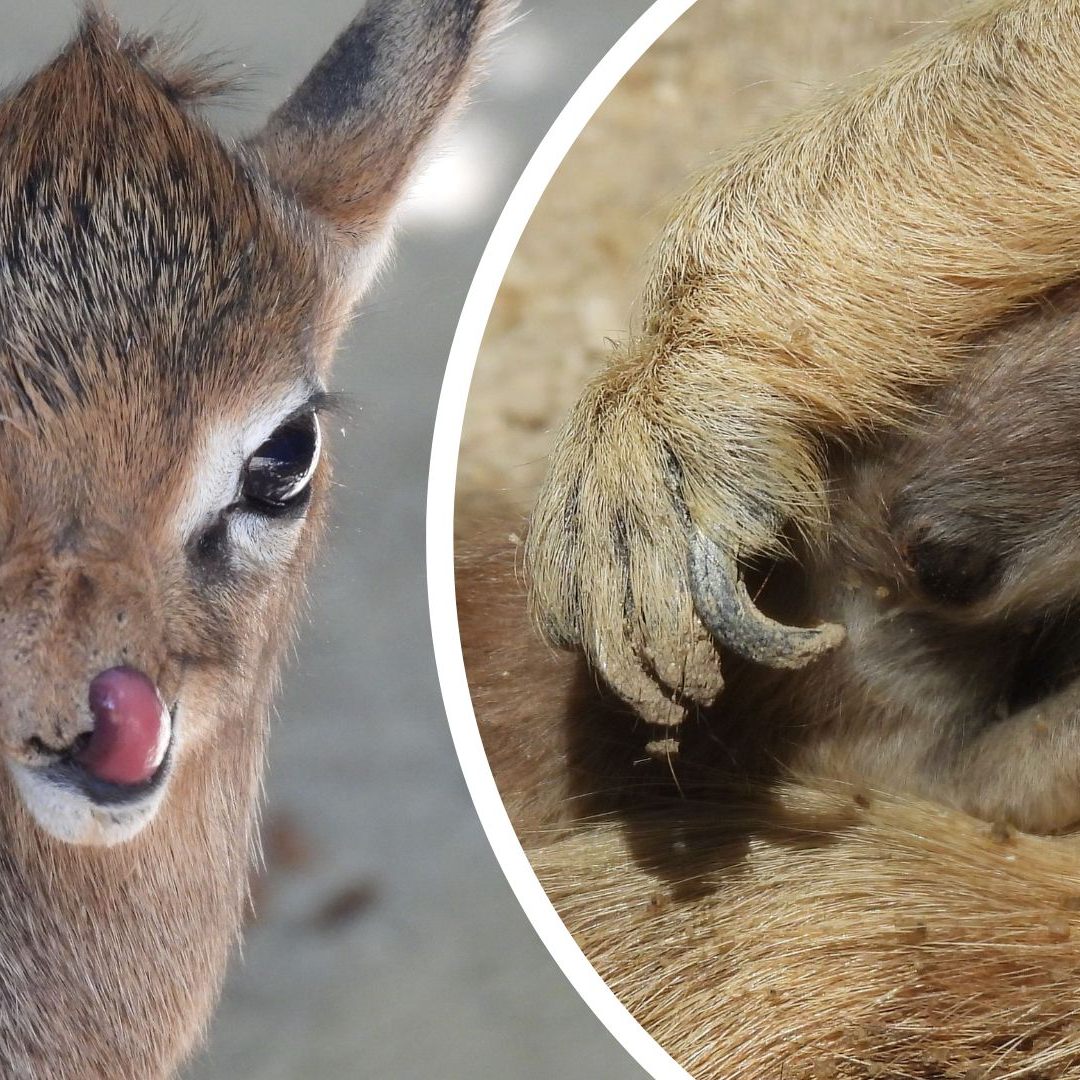 Die beiden Jungtiere sind bereits ab und zu in den Außenanlagen zu sehen.