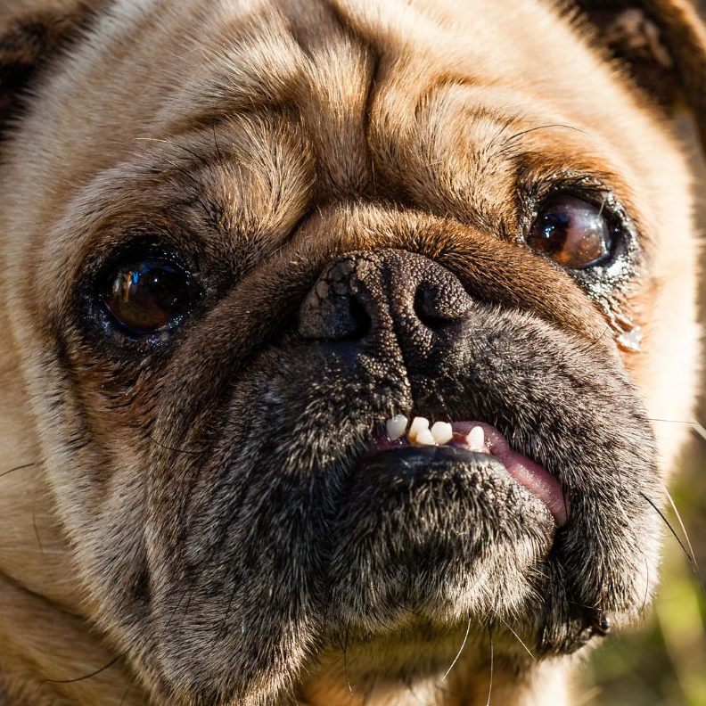 Laut Vier Pfoten-Umfrage sei die Mehrheit der Österreicher dafür, der Qualzucht einen Riegel vorzuschieben.