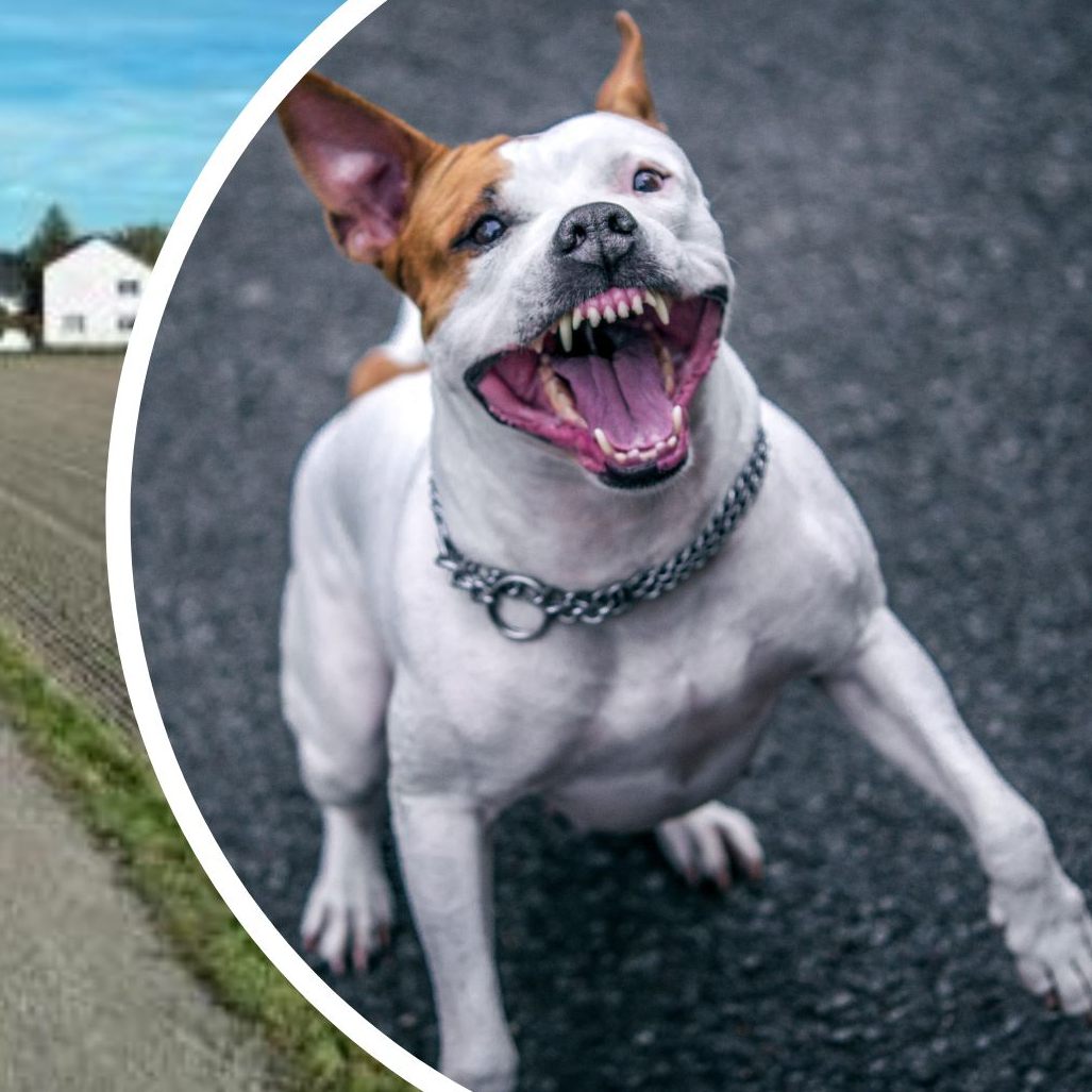 Die Hundebesitzerin jenes Hundes, der eine Joggerin in OÖ totgebissen hatte, hat ihre weiteren Zuchthunde weggegeben.
