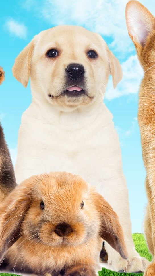 Am 4. Oktober wird er Welttierschutztag gefeiert.