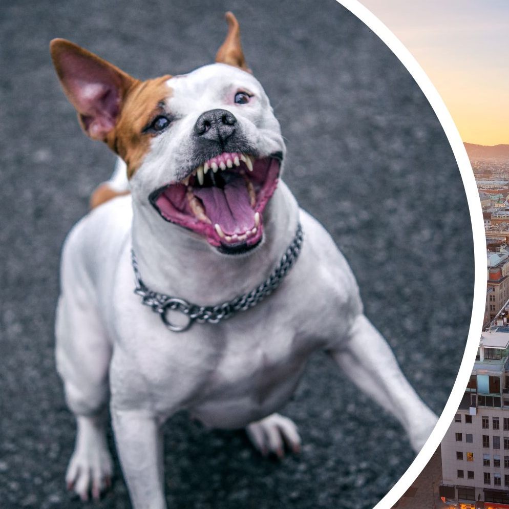 Das KFV fordert in ganz Österreich Regeln für Listenhunde wie in Wien.