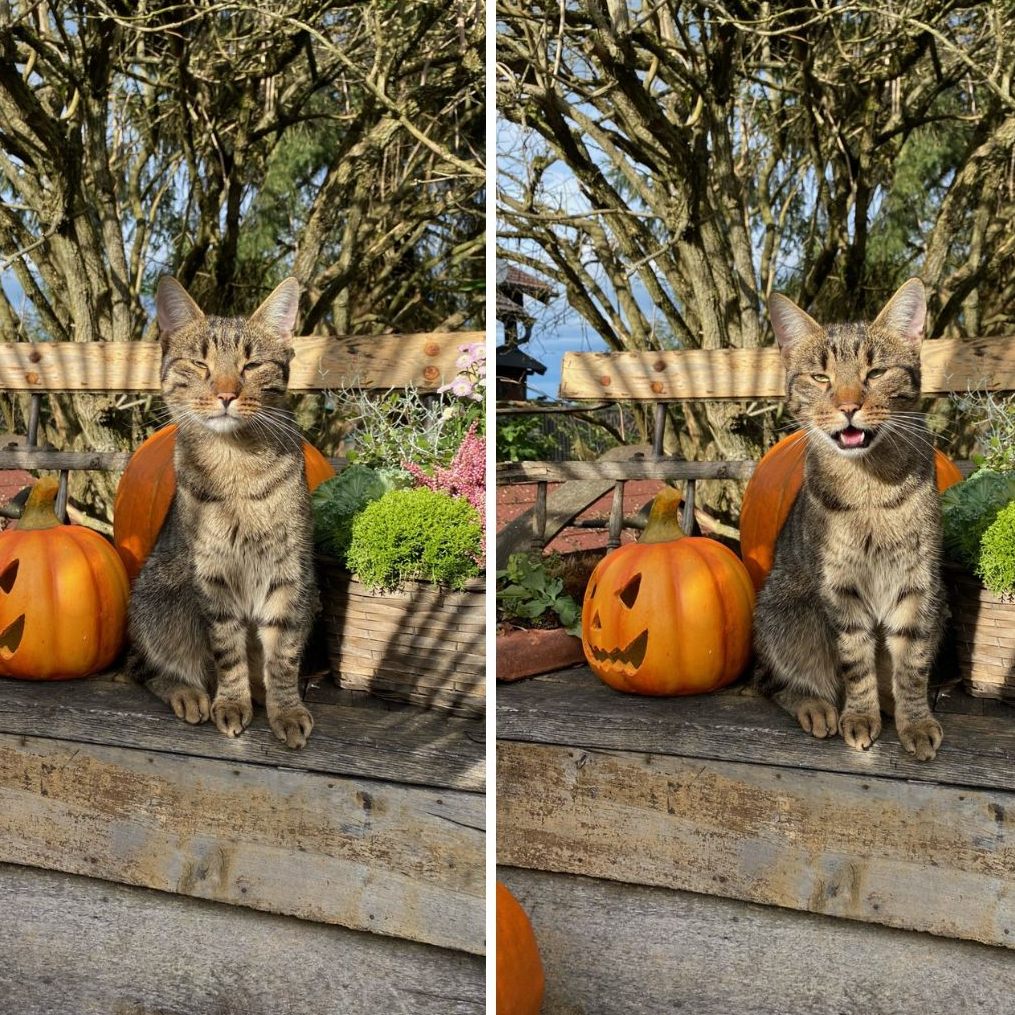 Halloween ist nicht für die Katz´.