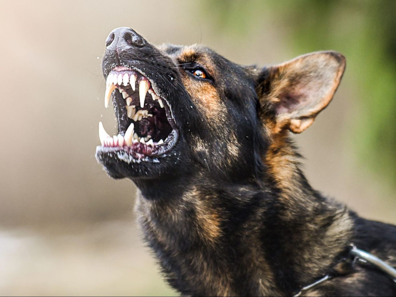 Tierschutzbeauftragte fordern ein Verbot von privaten Hunde-Angriffstrainings. Tierschutzbeauftragte fordern ein Verbot von privaten Hunde-Angriffstrainings.