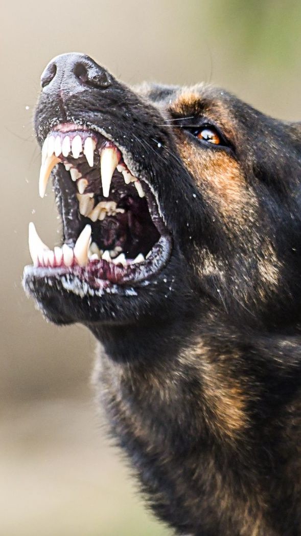 Tierschutzbeauftragte fordern ein Verbot von privaten Hunde-Angriffstrainings.