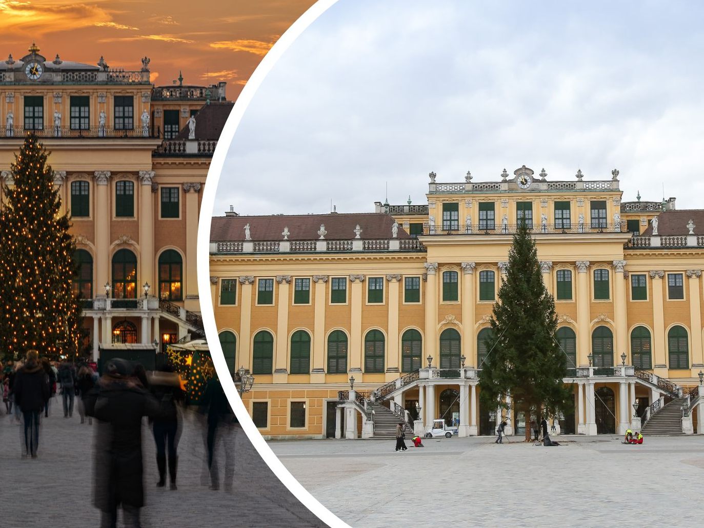 Hier kommt der Christbaum für den Wiener Adventmarkt beim Schloss Schönbrunn 2023 her. Hier kommt der Christbaum für den Wiener Adventmarkt beim Schloss Schönbrunn 2023 her.