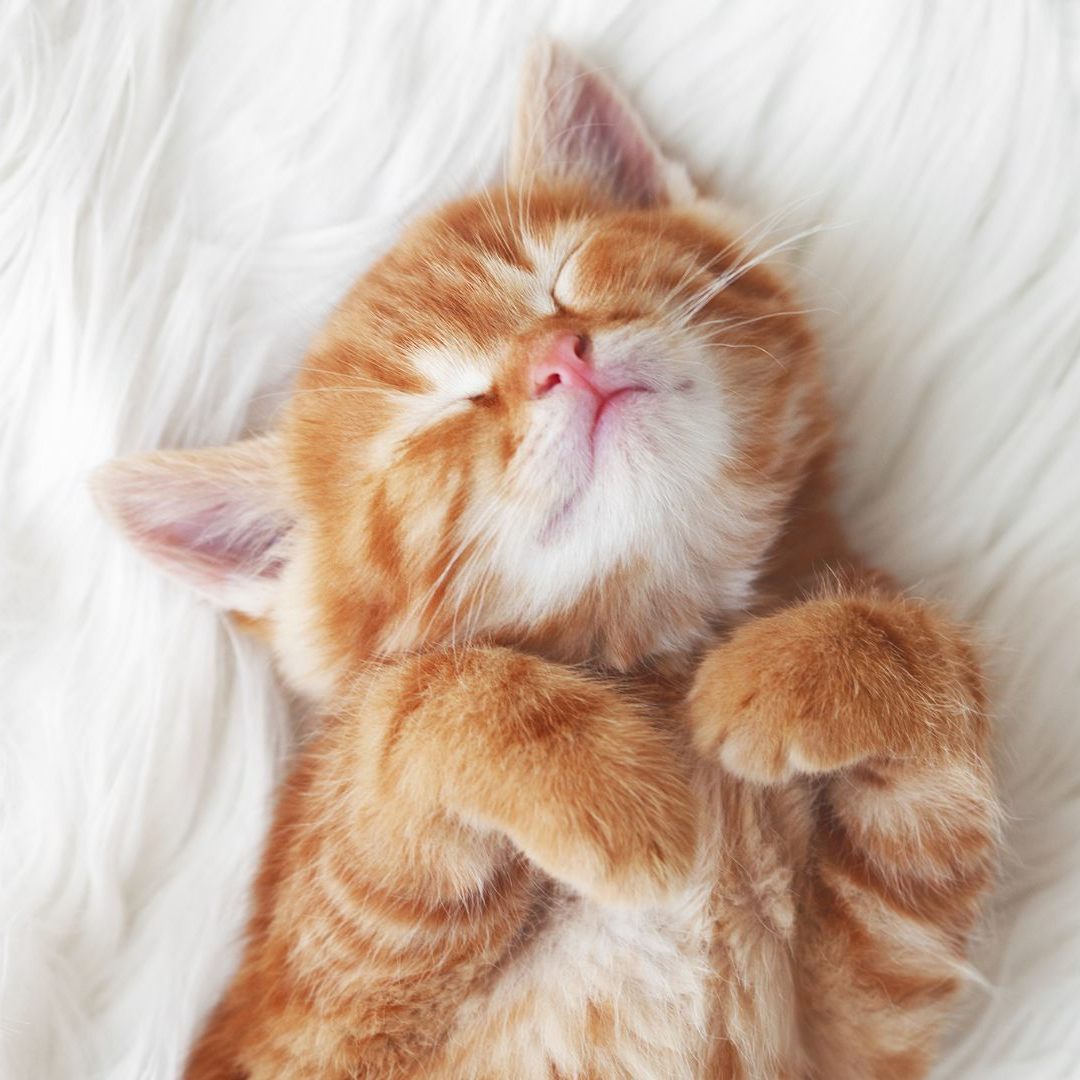 Wiener Forscher berichten, das Katzen anders schnurren, als bisher vermutet.