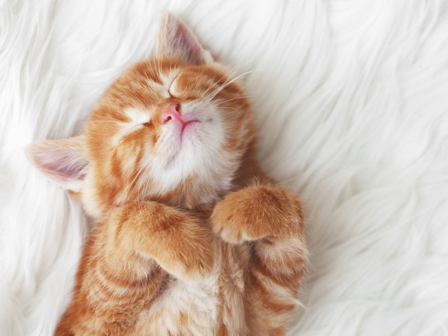 Wiener Forscher berichten, das Katzen anders schnurren, als bisher vermutet. Wiener Forscher berichten, das Katzen anders schnurren, als bisher vermutet.