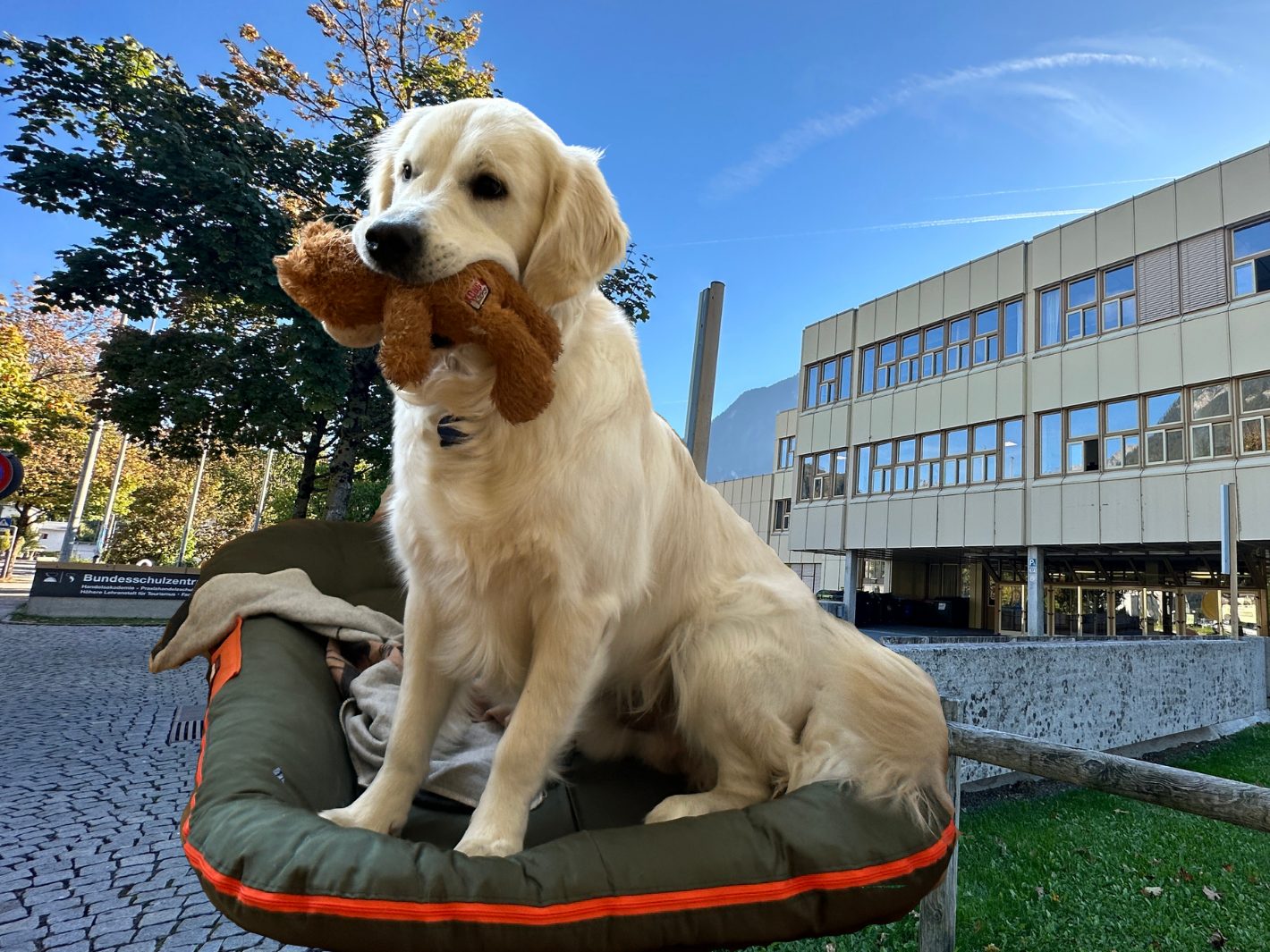 Schulhund