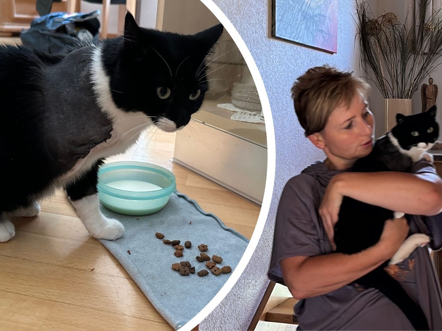 Katze Luna musste eine Pfote amputiert werden. Wie es ihr damit geht.