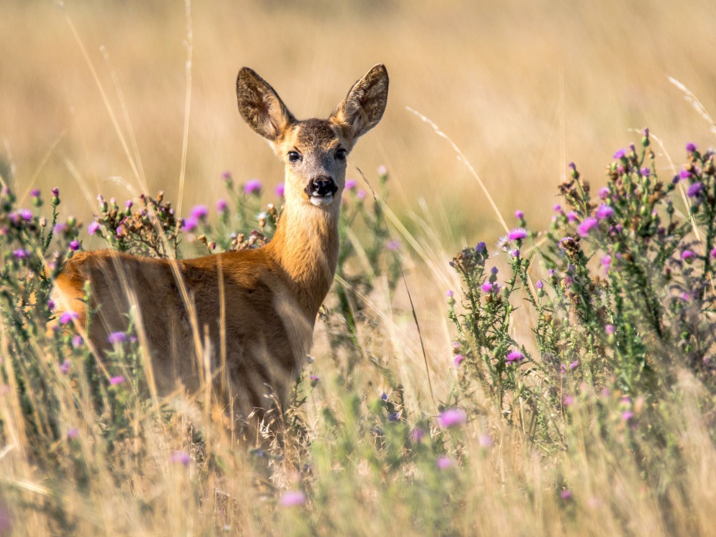 Herbst heißt auch Wildwechsel-Zeit. Herbst heißt auch Wildwechsel-Zeit.