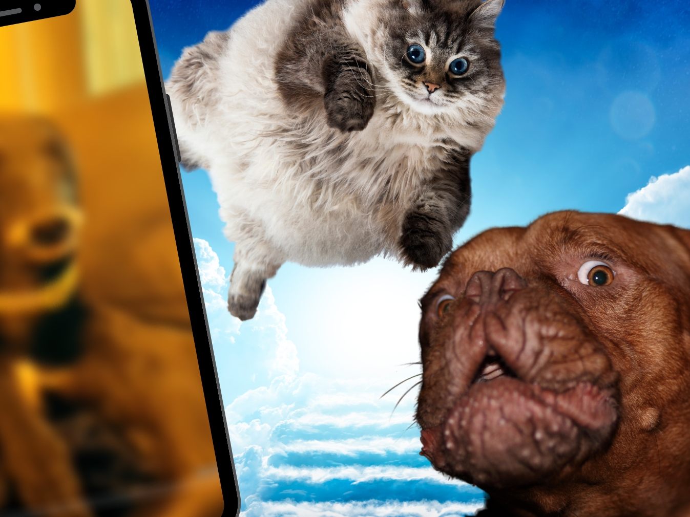 Hunde und Katzen als humorvolle Begleiter
