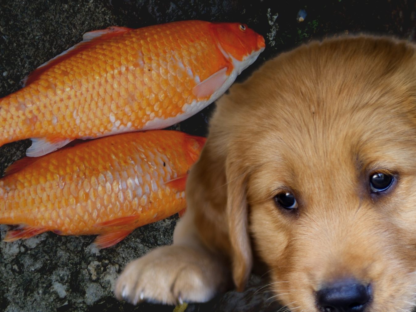 Hund versucht verzweifelt, das Leben eines kleinen Fisches zu retten Hund versucht verzweifelt, das Leben eines kleinen Fisches zu retten