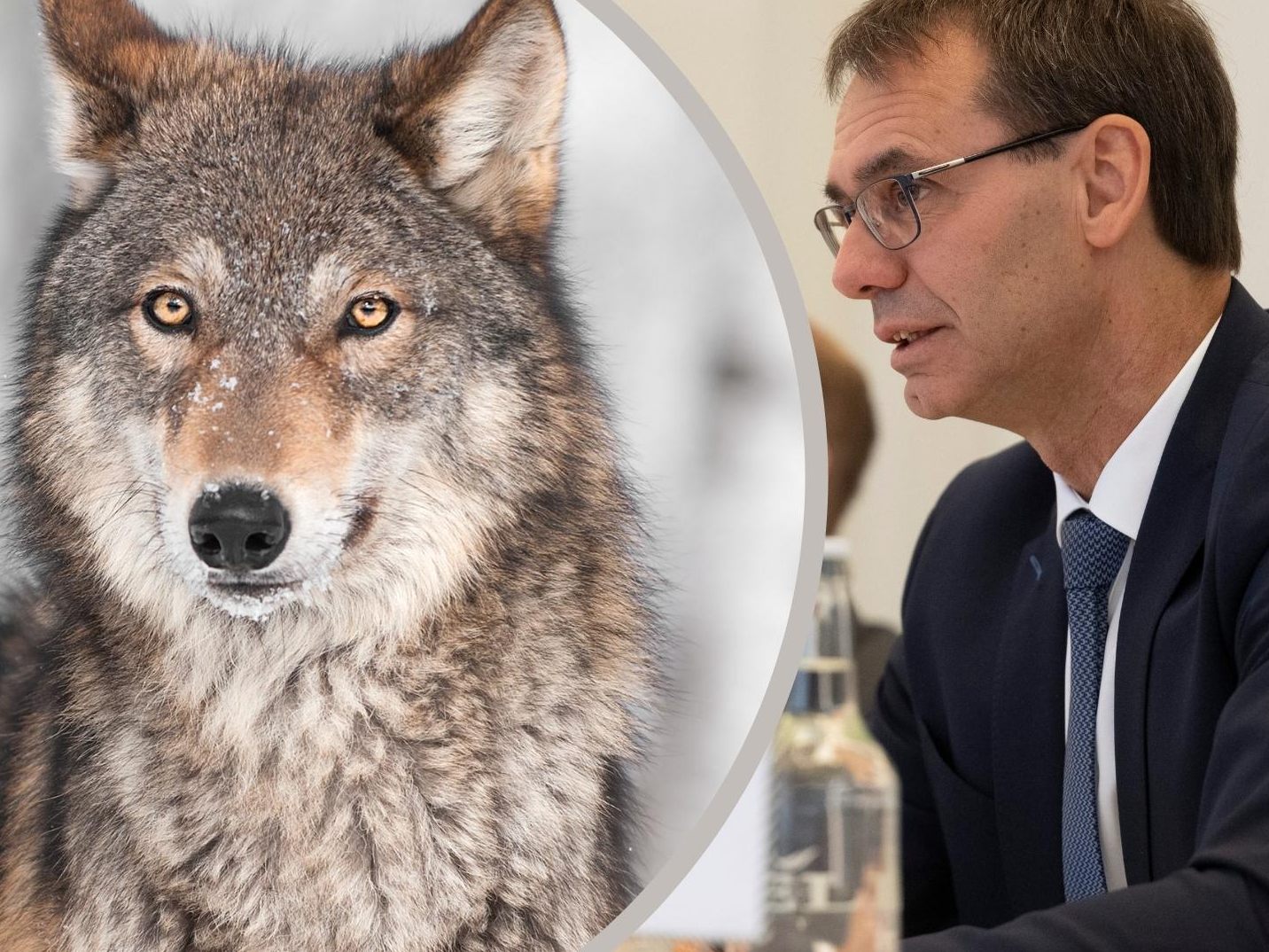 Zunehmende Wolfspräsenz erfordert rasches Handeln