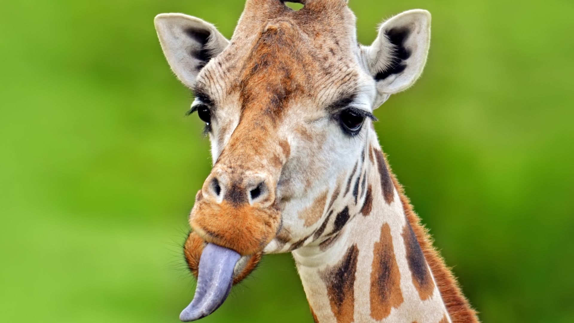 Giraffe Giraffe