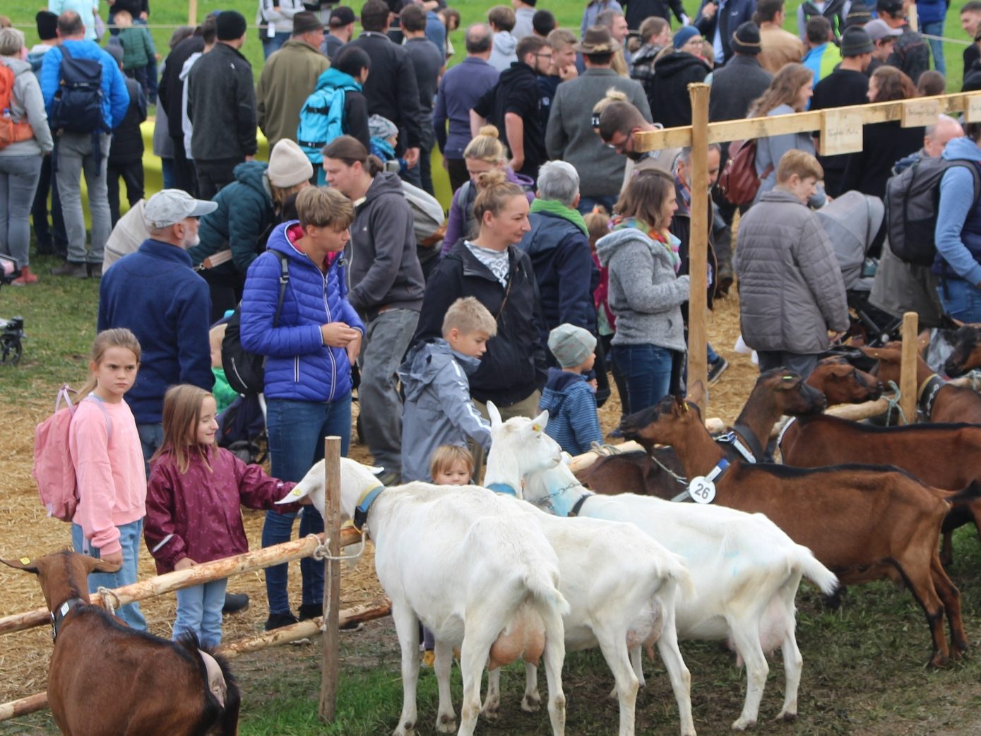 Ziegenausstellung in Andelsbuch am Nationalfeiertag