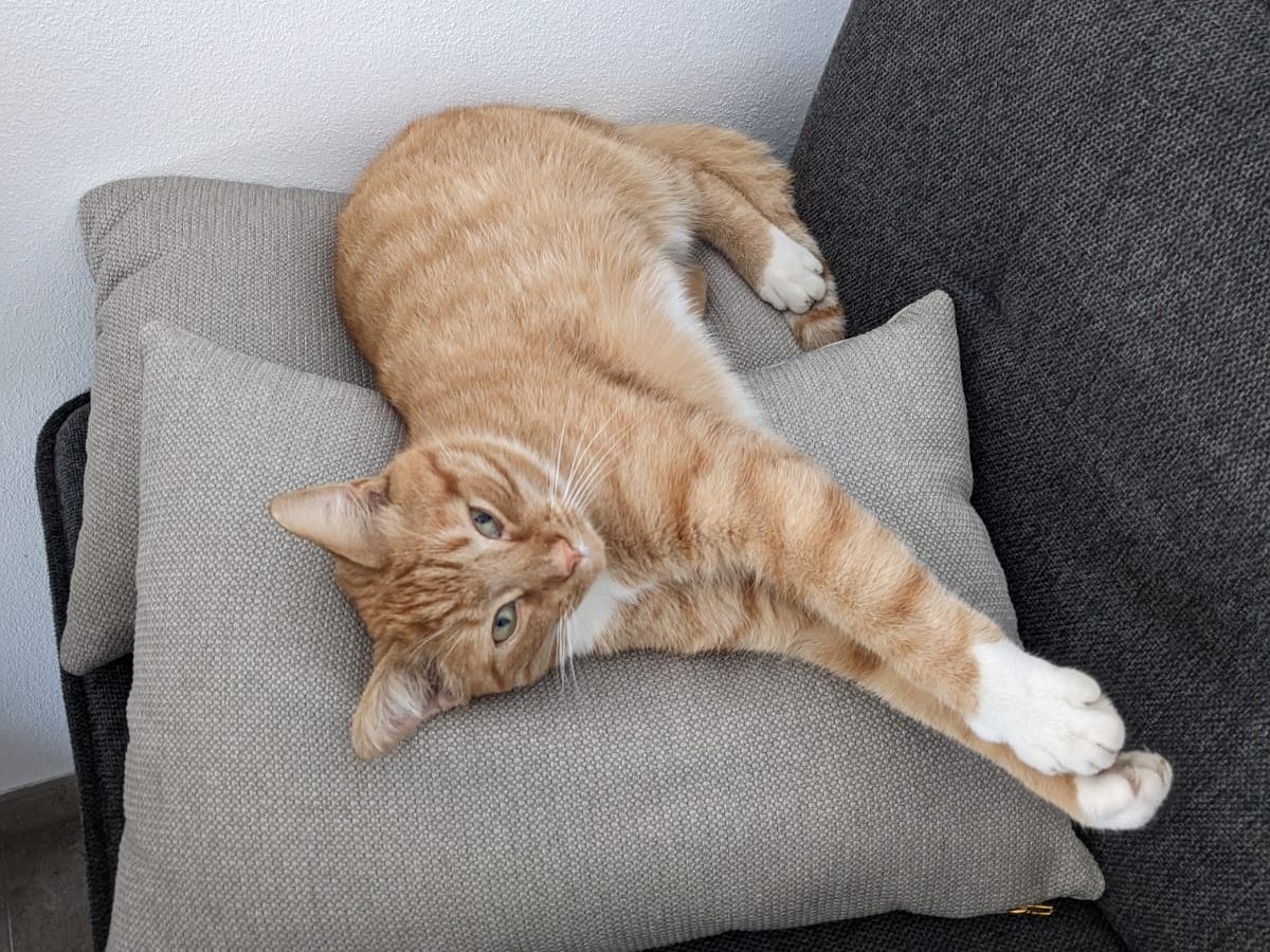 Simba