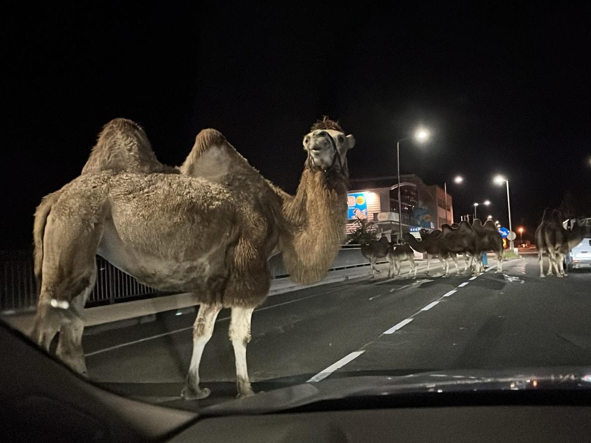 Die Kamele wurden mitten auf der Fahrbahn gesichtet.