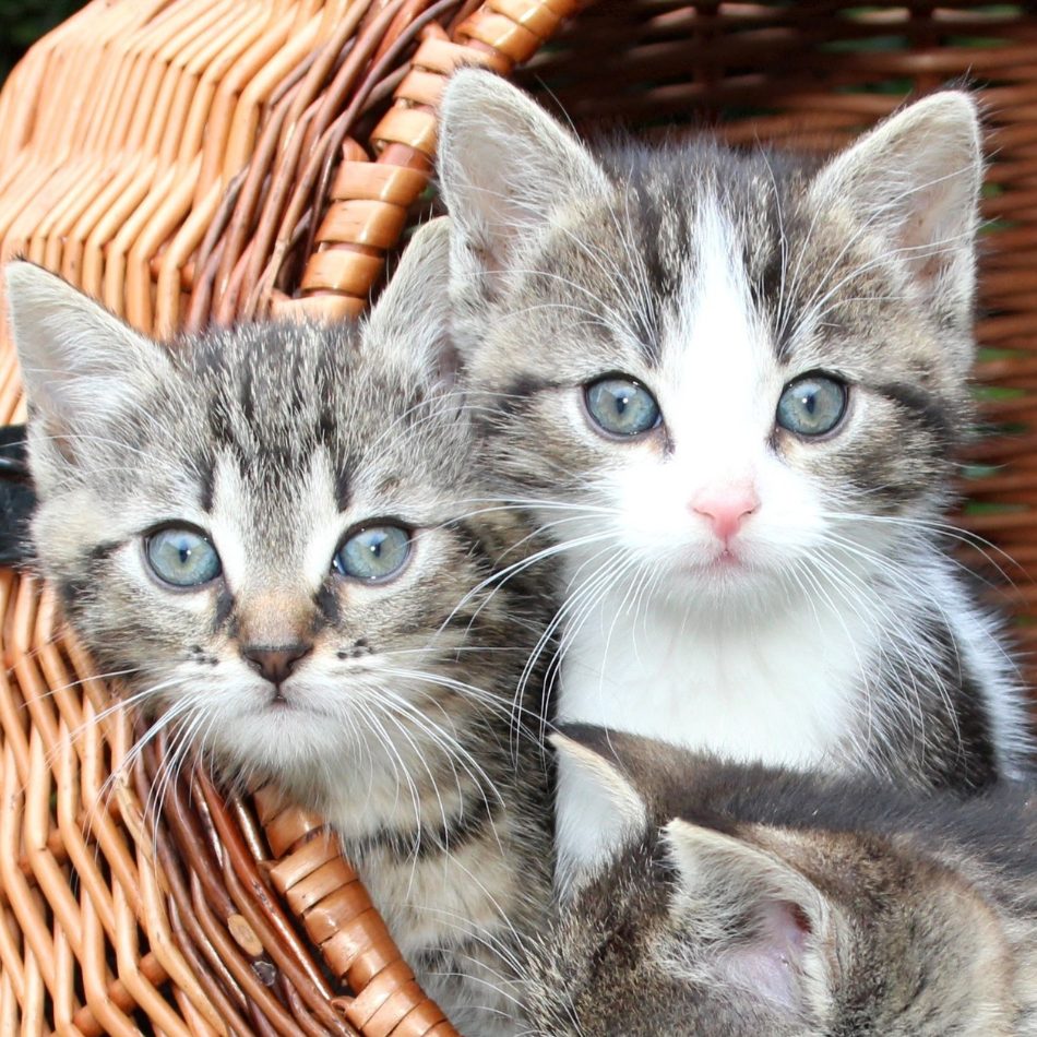 Laut der Studie steht das Verhalten einer Katze im Zusammenhang mit dem Fell.