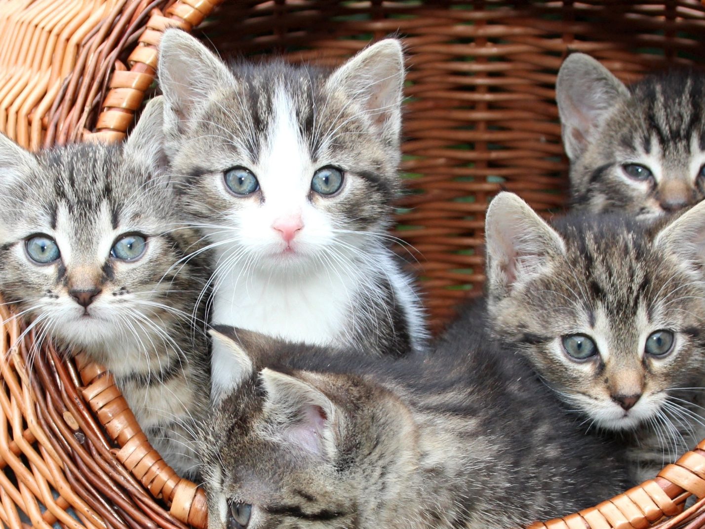 Laut der Studie steht das Verhalten einer Katze im Zusammenhang mit dem Fell. Laut der Studie steht das Verhalten einer Katze im Zusammenhang mit dem Fell.