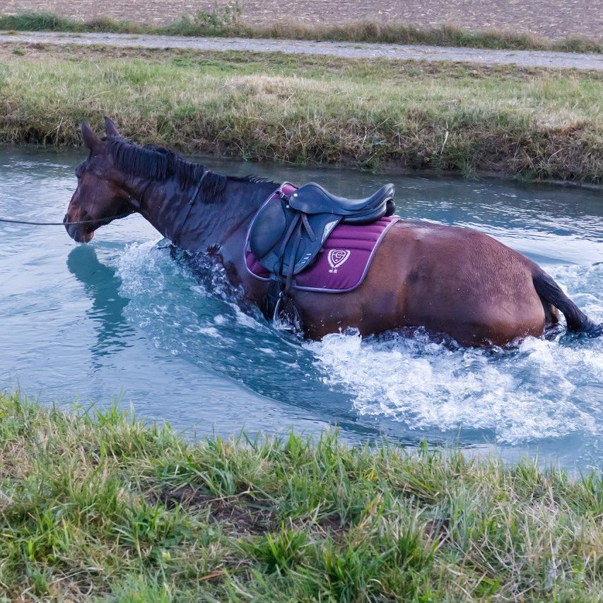 In einer spektakulären Rettungsaktion wurde das Pferd aus dem Bach gerettet.