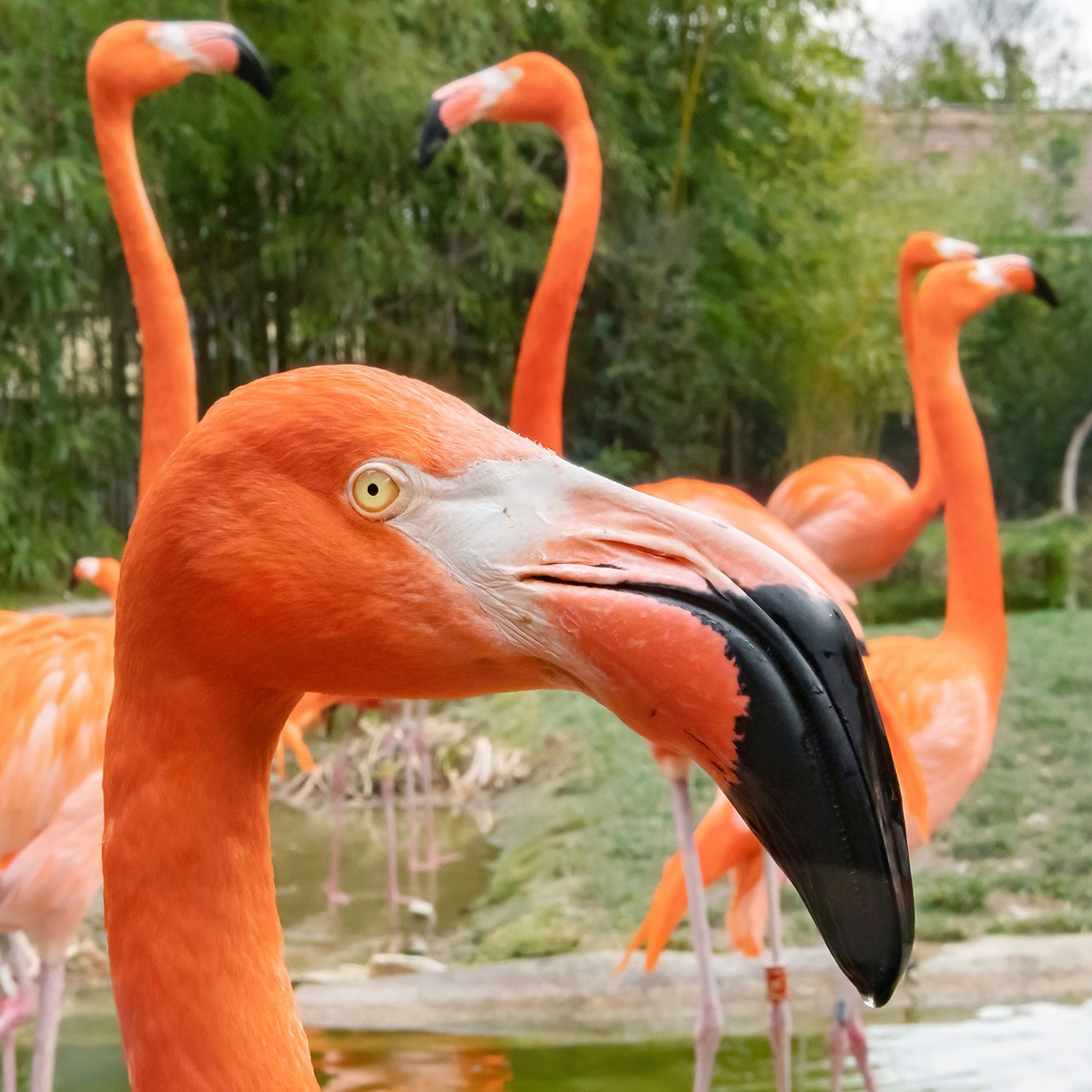 Eine Panne führte zum Fuchsriss - Pflegekraft vergaß, Flamingos in das Innengehege zu holen.