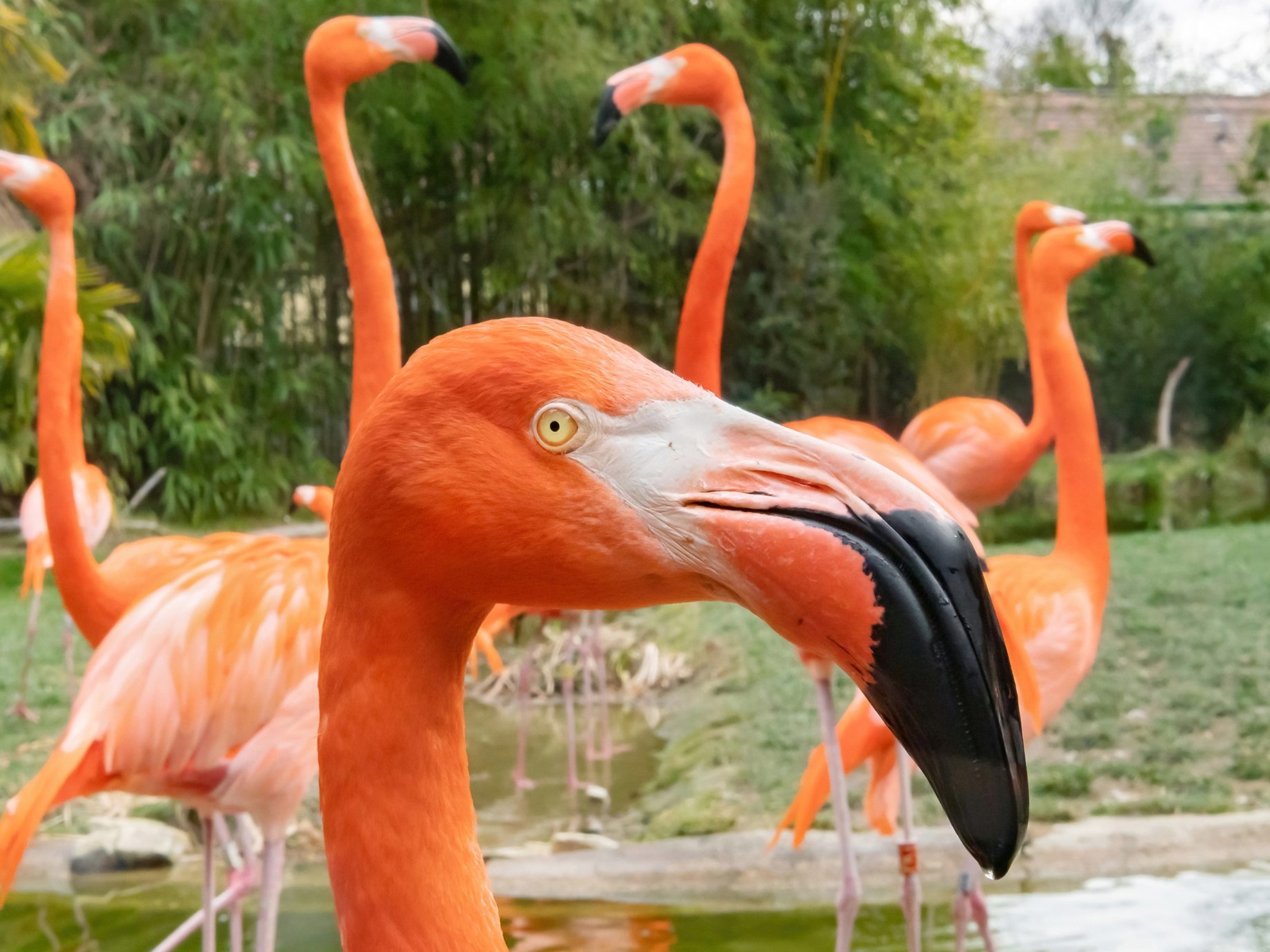 Eine Panne führte zum Fuchsriss - Pflegekraft vergaß, Flamingos in das Innengehege zu holen. Eine Panne führte zum Fuchsriss - Pflegekraft vergaß, Flamingos in das Innengehege zu holen.