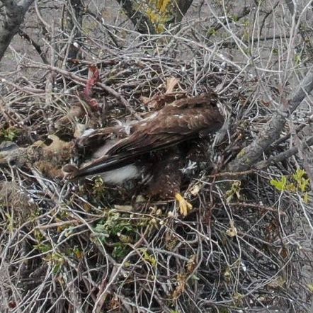 Der Vogel wurde im Nest erschossen.