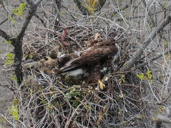 Der Vogel wurde im Nest erschossen.