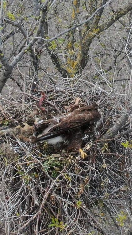 Der Vogel wurde im Nest erschossen.