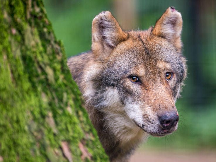 2023 ging die Zahl der getöteten Nutztiere zurück. 2023 ging die Zahl der getöteten Nutztiere zurück.