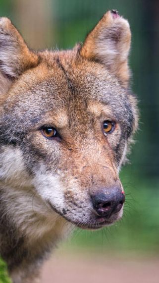 2023 ging die Zahl der getöteten Nutztiere zurück.