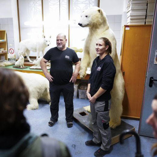 Das Wiener NHM zeigt in einer Sonderschau die im Tiergarten Schönbrunn verstorbene Eisbärin "Nora".