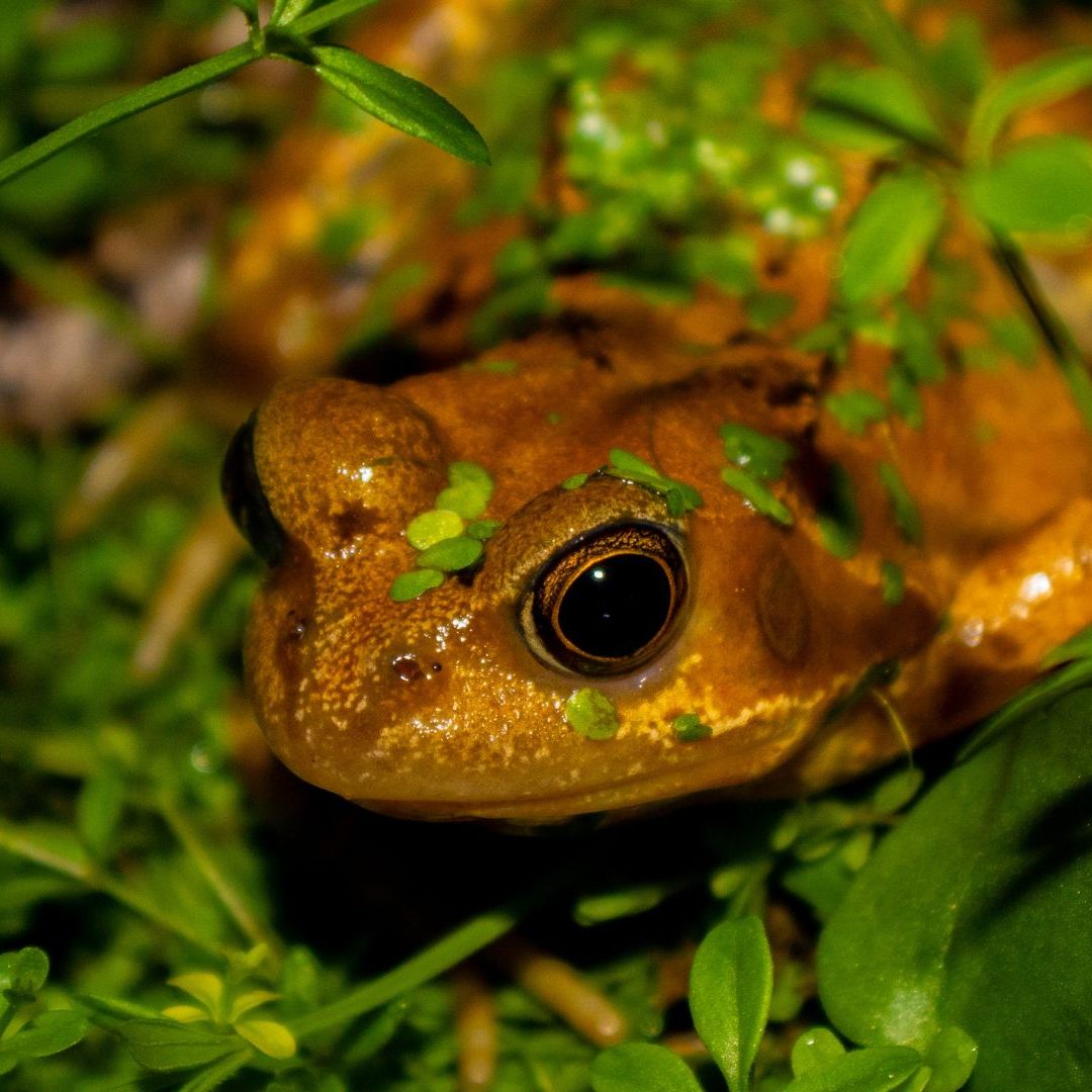 Überlebensstrategie gegen paarungswillige Artgenossen