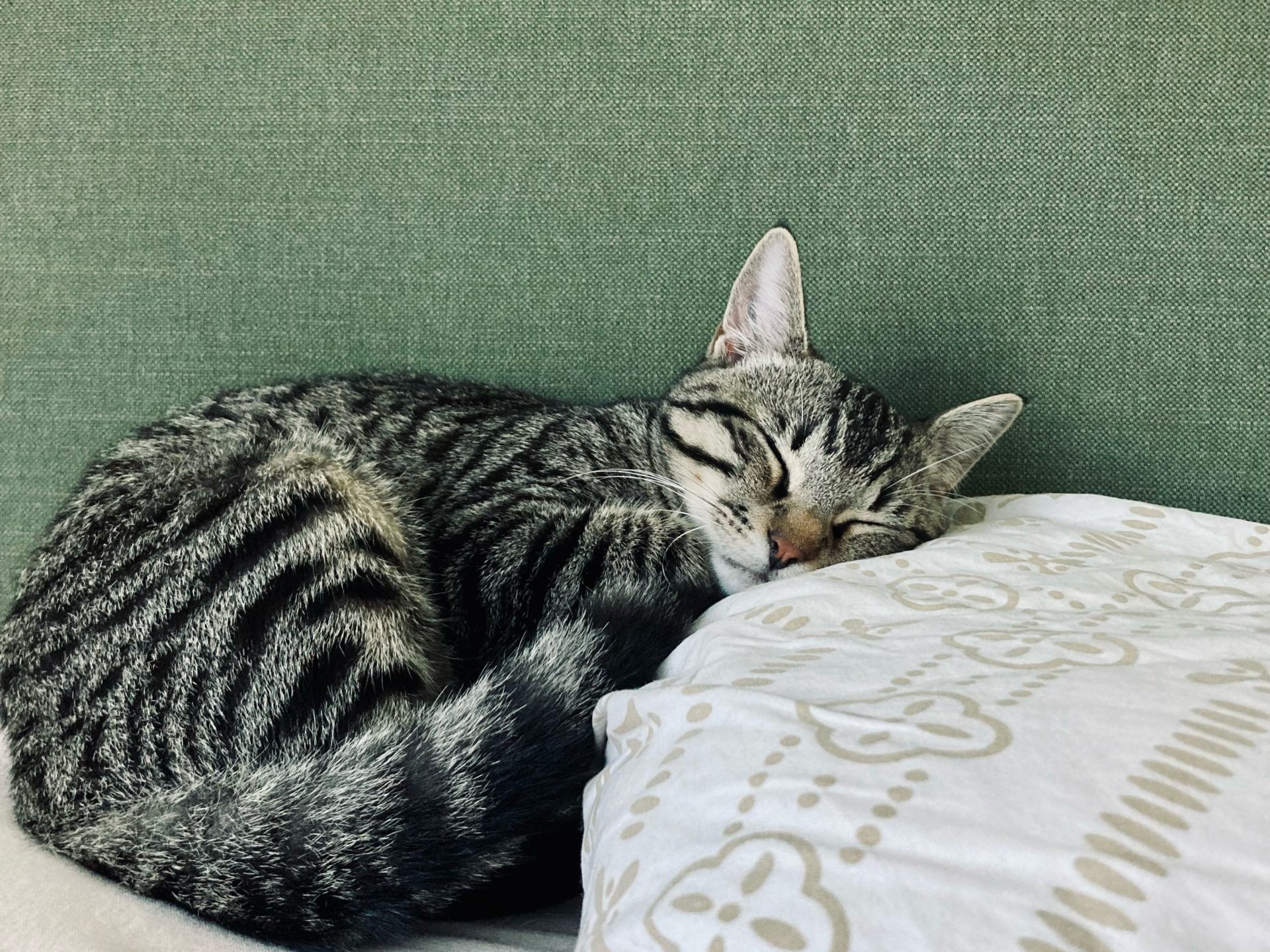 Kater Kevin