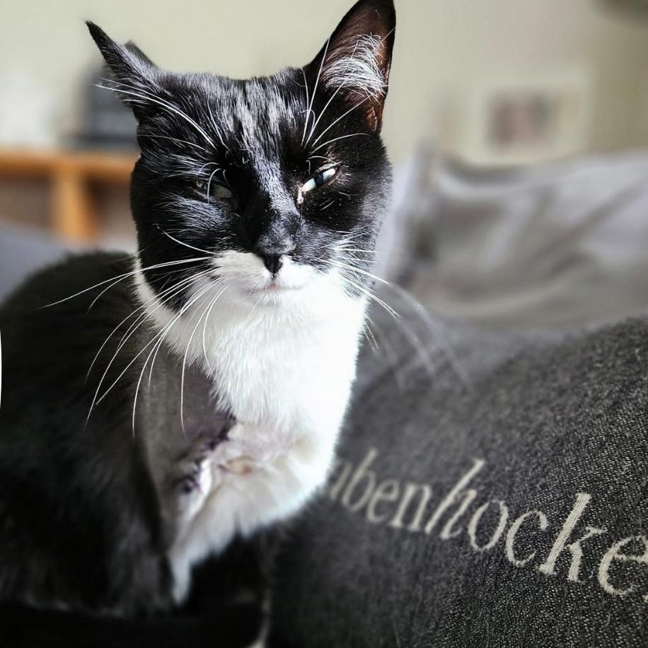 Katze Luna wurde von einem Unbekannten angeschossen.