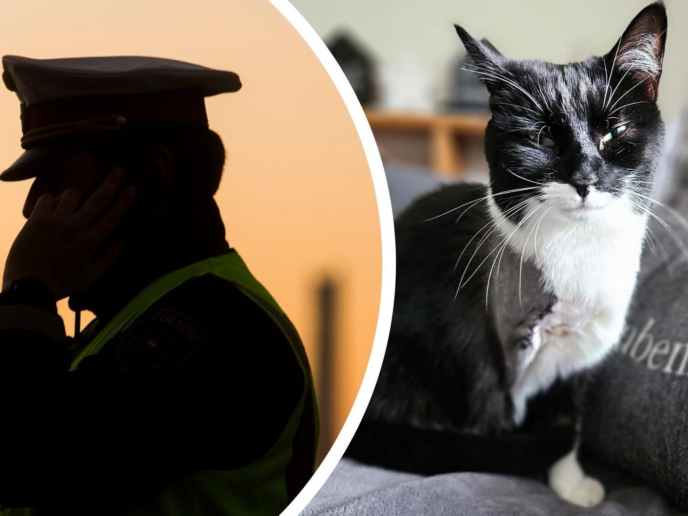 Katze Luna wurde von einem Unbekannten angeschossen. Katze Luna wurde von einem Unbekannten angeschossen.