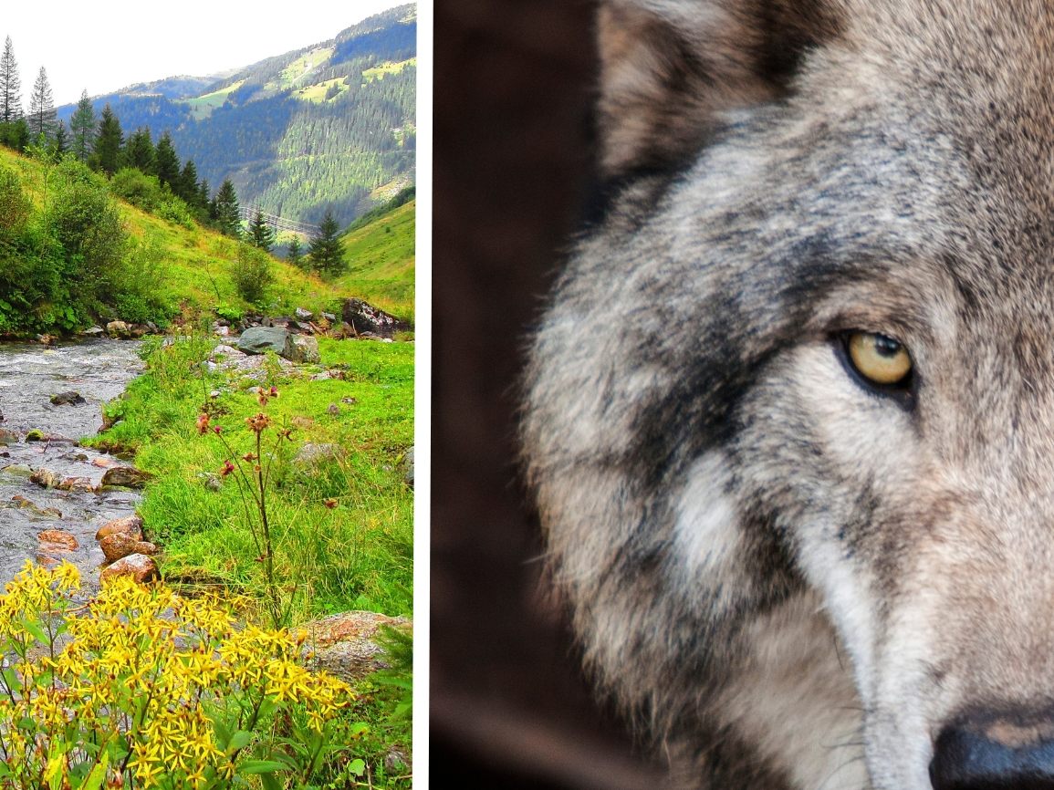 Weniger Nutztiere von Wölfen in Österreich gerissen als im Vorjahr