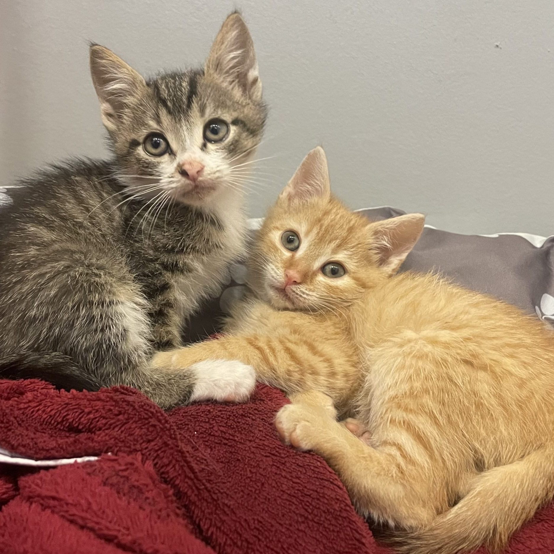 Zwei ca. acht Wochen alte Katzen wurden illegal im Internet zum Verkauf angeboten.