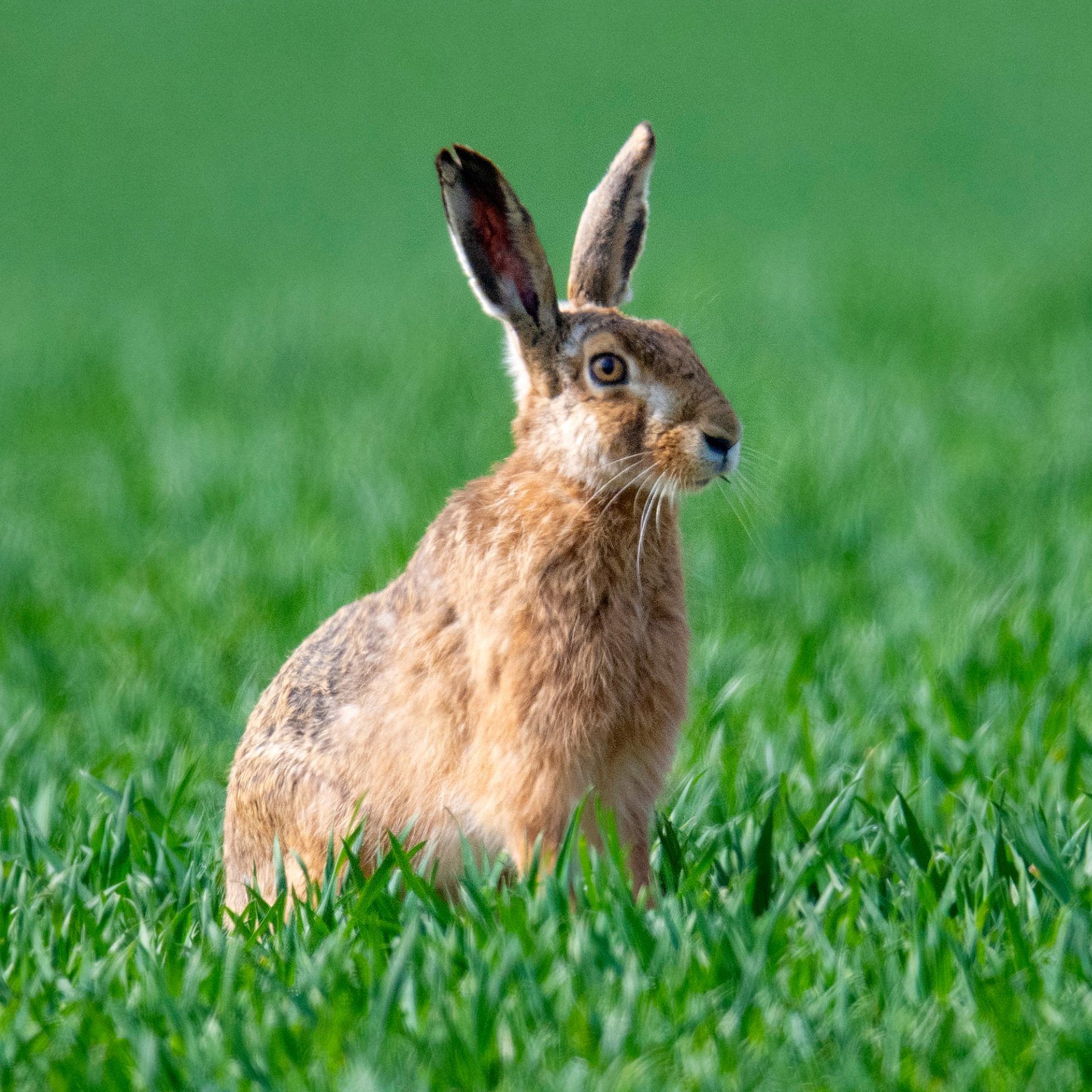 In Kärnten wurde ein Fall von Hasenpest gemeldet.