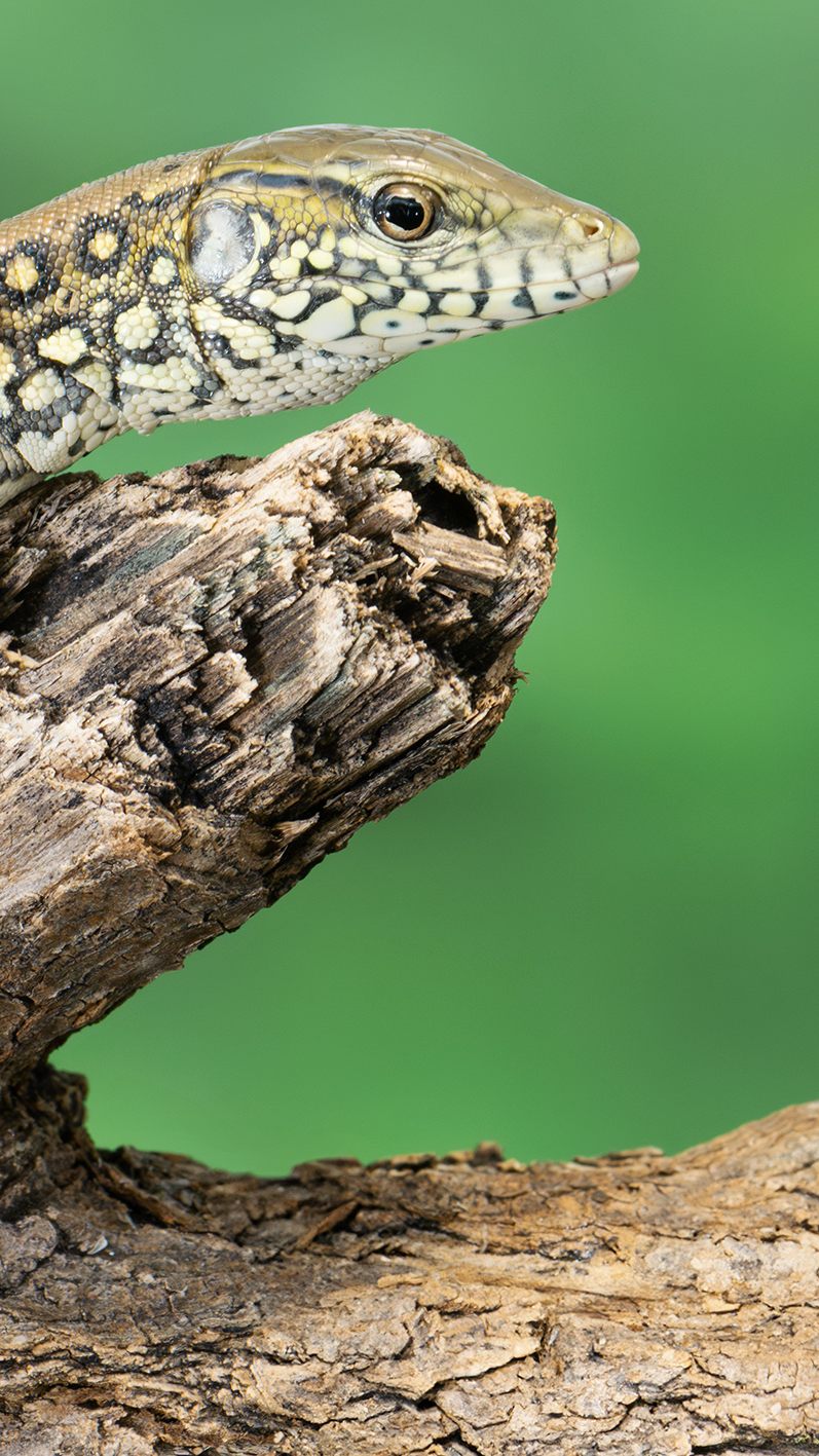 Wiener Tiergarten Schönbrunn bei Krokodilschwanzteju-Nachzucht erfolgreich.