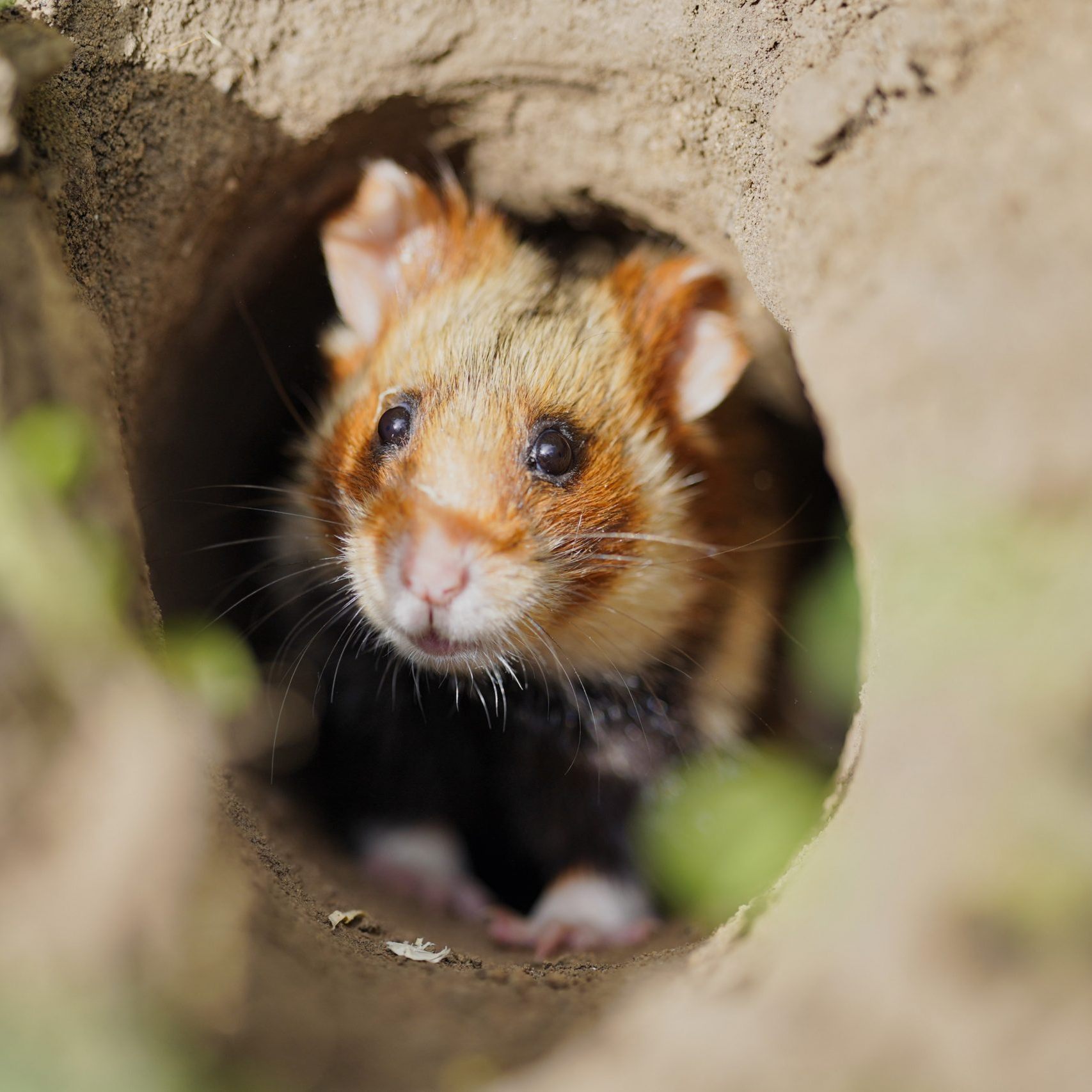 Feldhamster zählen zu den meistgefährdeten Tierarten Österreichs.