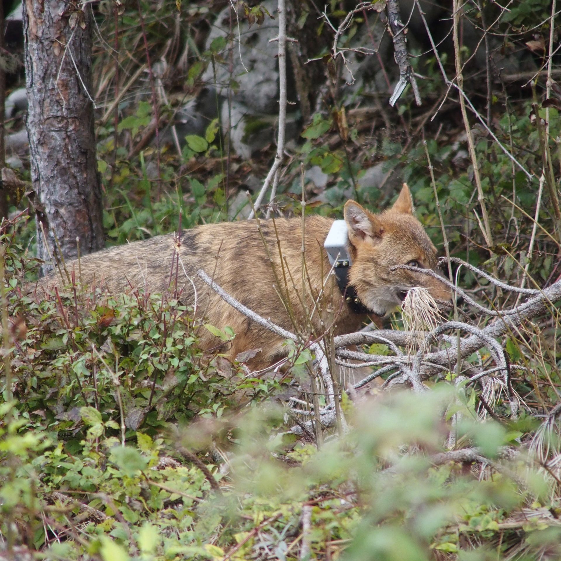 Goldschakal "Maj": Wird er fündig?