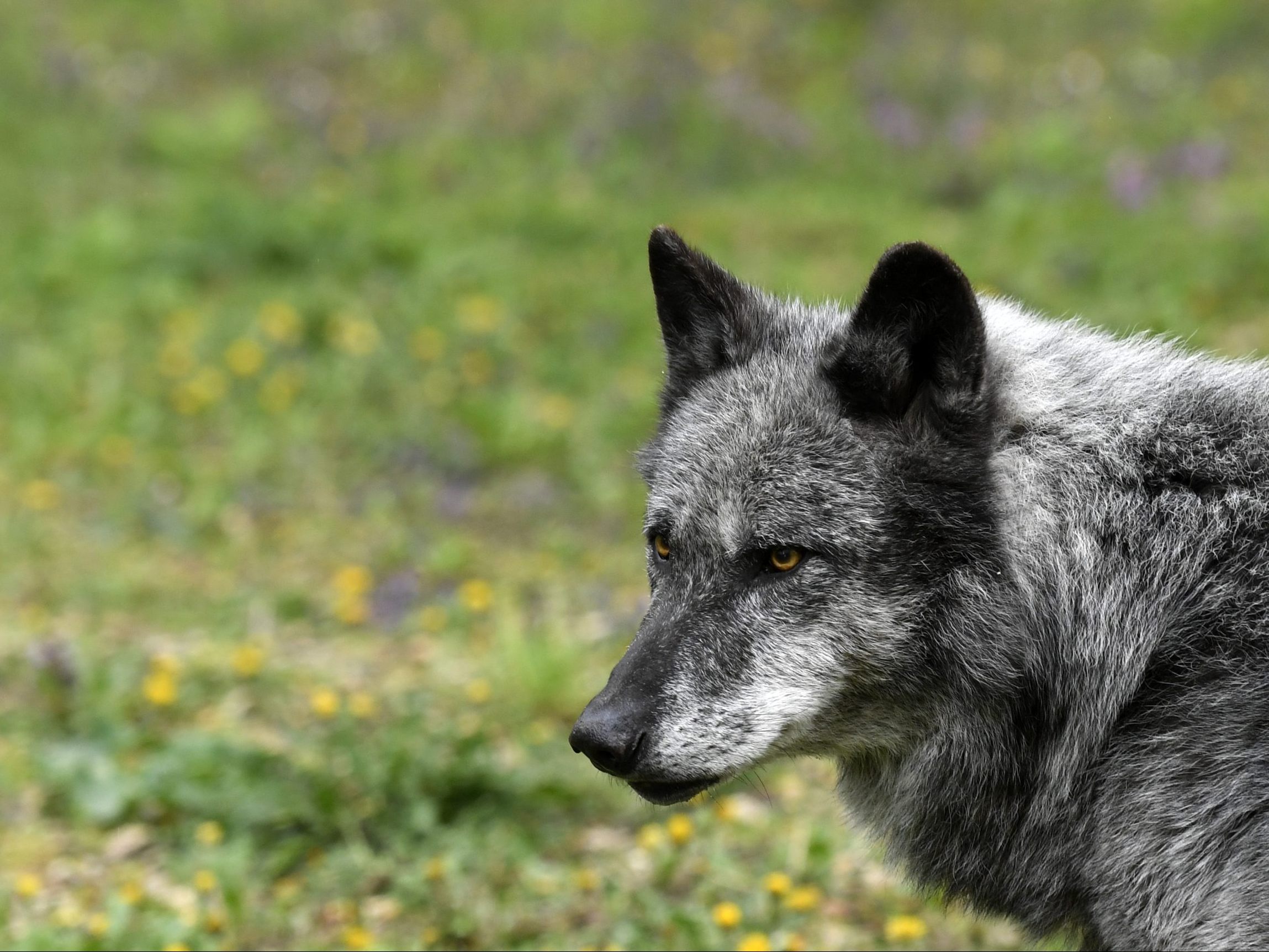 Ein Wolf soll erneut durch Ortsgebiet in Niederösterreich gestreift sein. Ein Wolf soll erneut durch Ortsgebiet in Niederösterreich gestreift sein.
