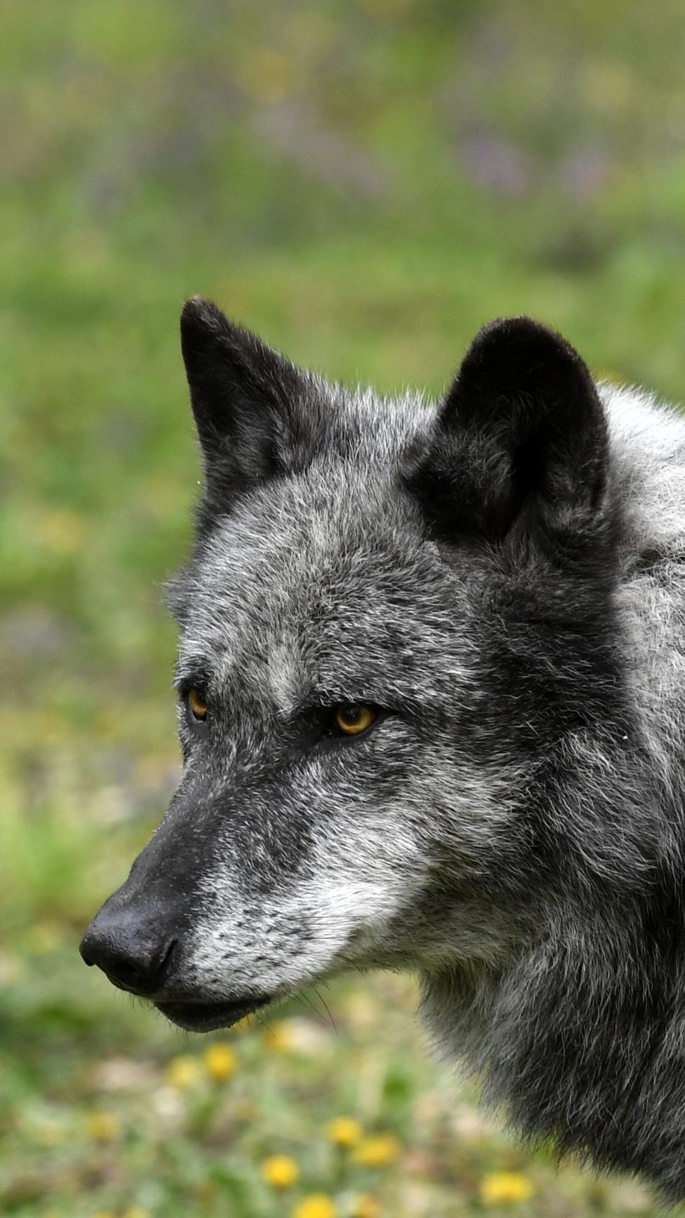 Ein Wolf soll erneut durch Ortsgebiet in Niederösterreich gestreift sein.
