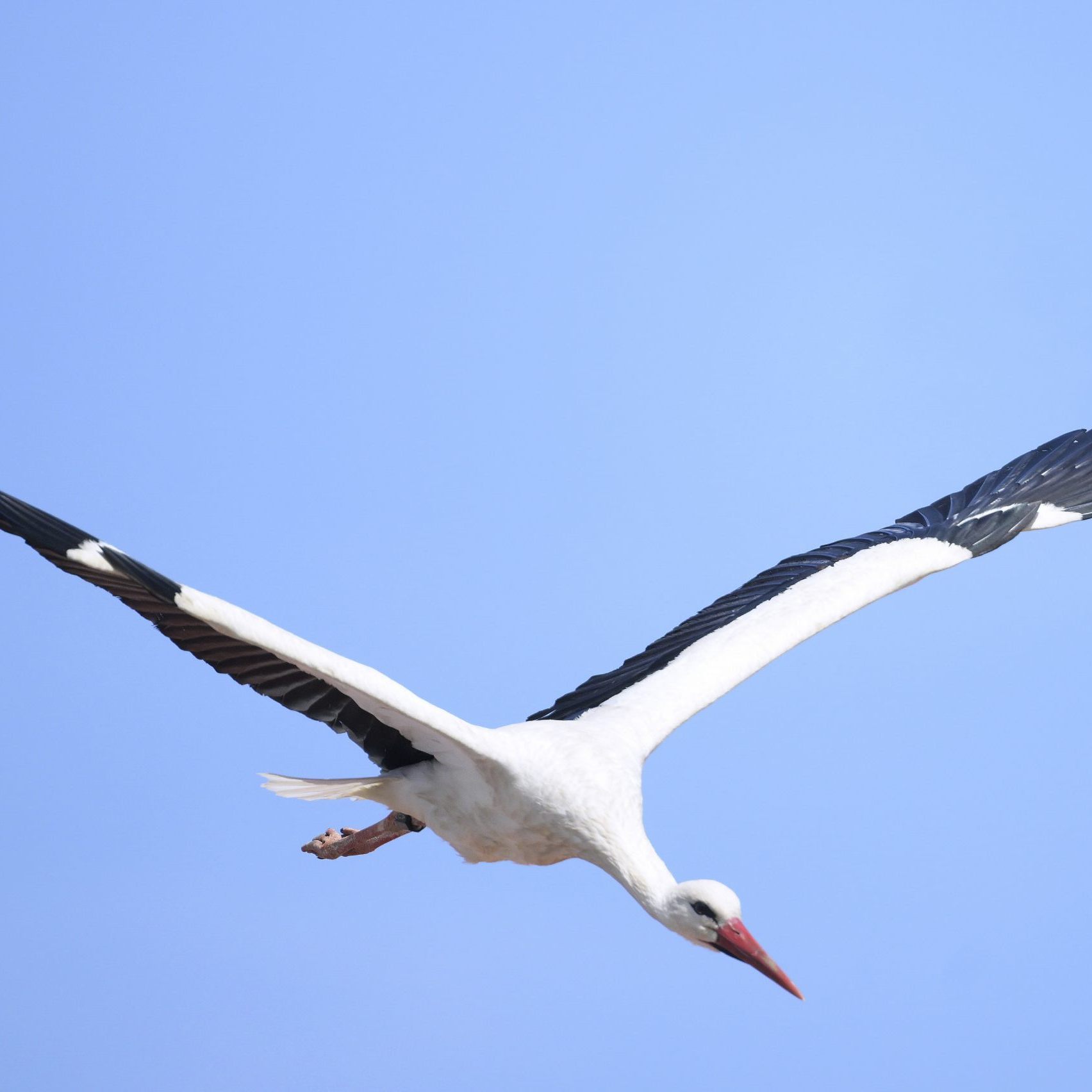 Teil der Störche bleibt in Rust.