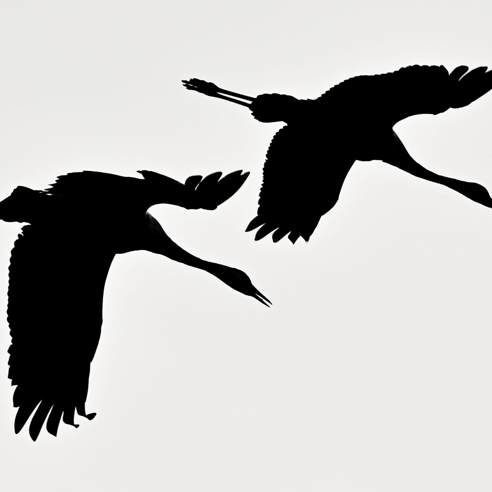 Ein Kranich wurde am Wochenende tot bei Grafenstein aufgefunden.