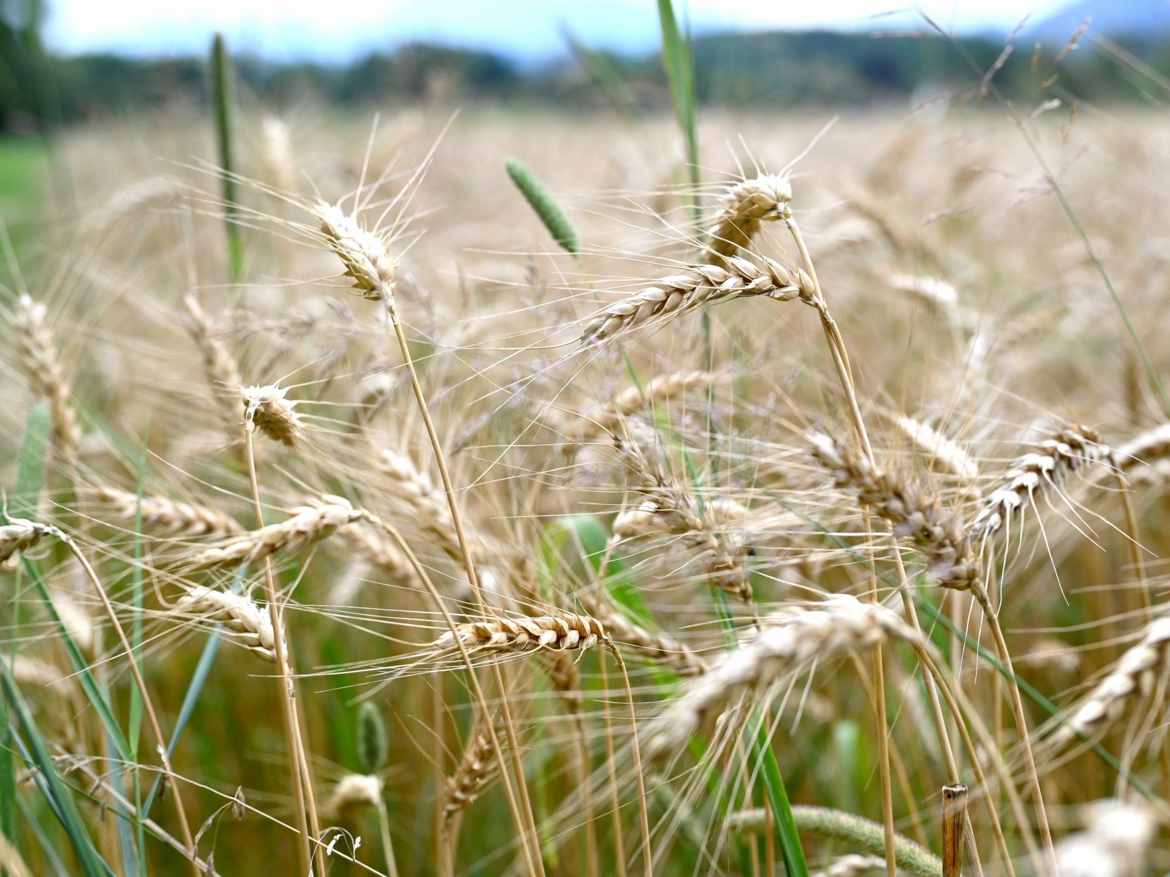 Die Getreideproduktion liegt über dem Vorjahresniveau.
