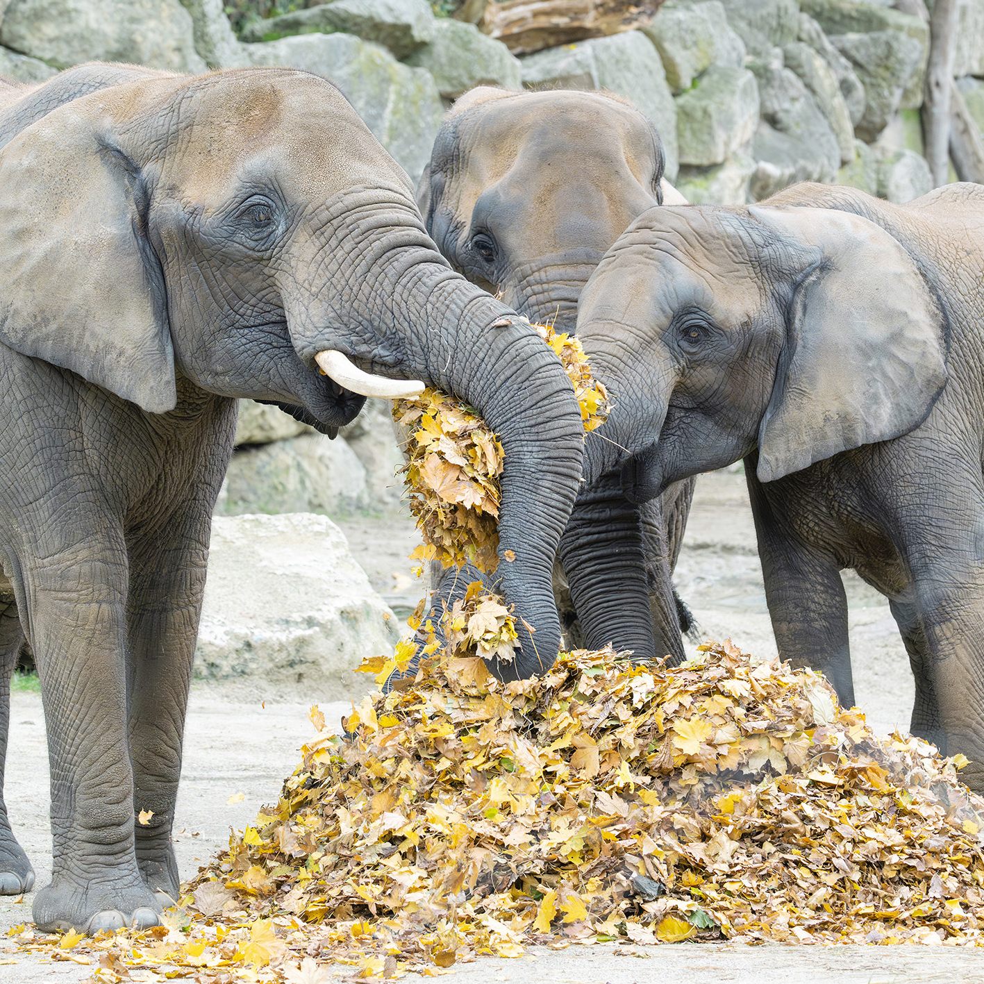Die Dickhäuter fressen die abfallenden Blätter äußerst gerne.